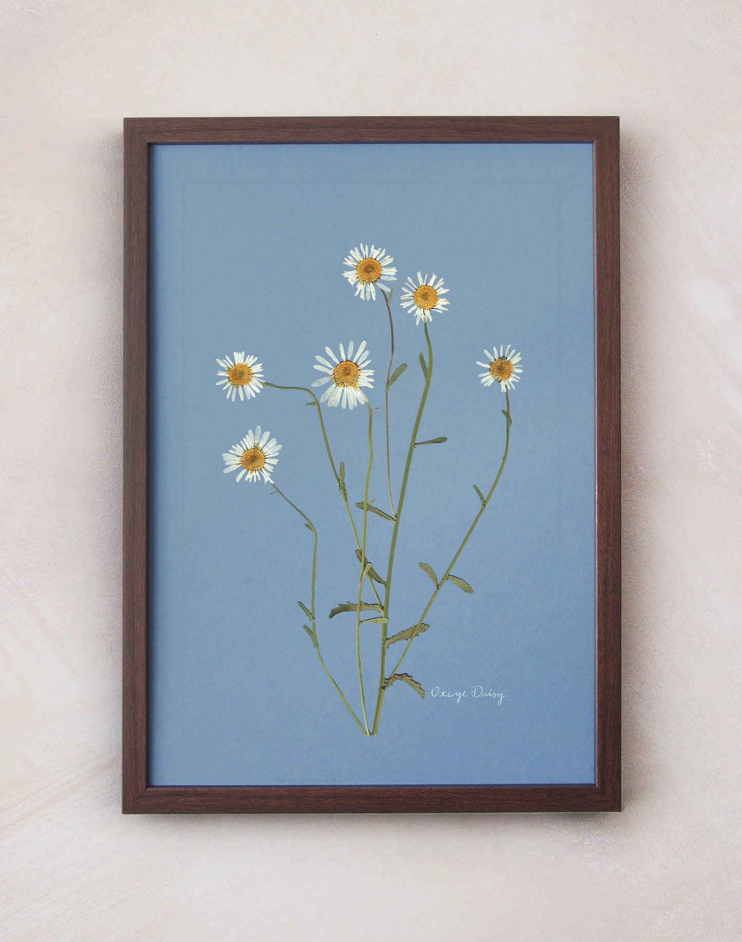 Oxeye Daisy