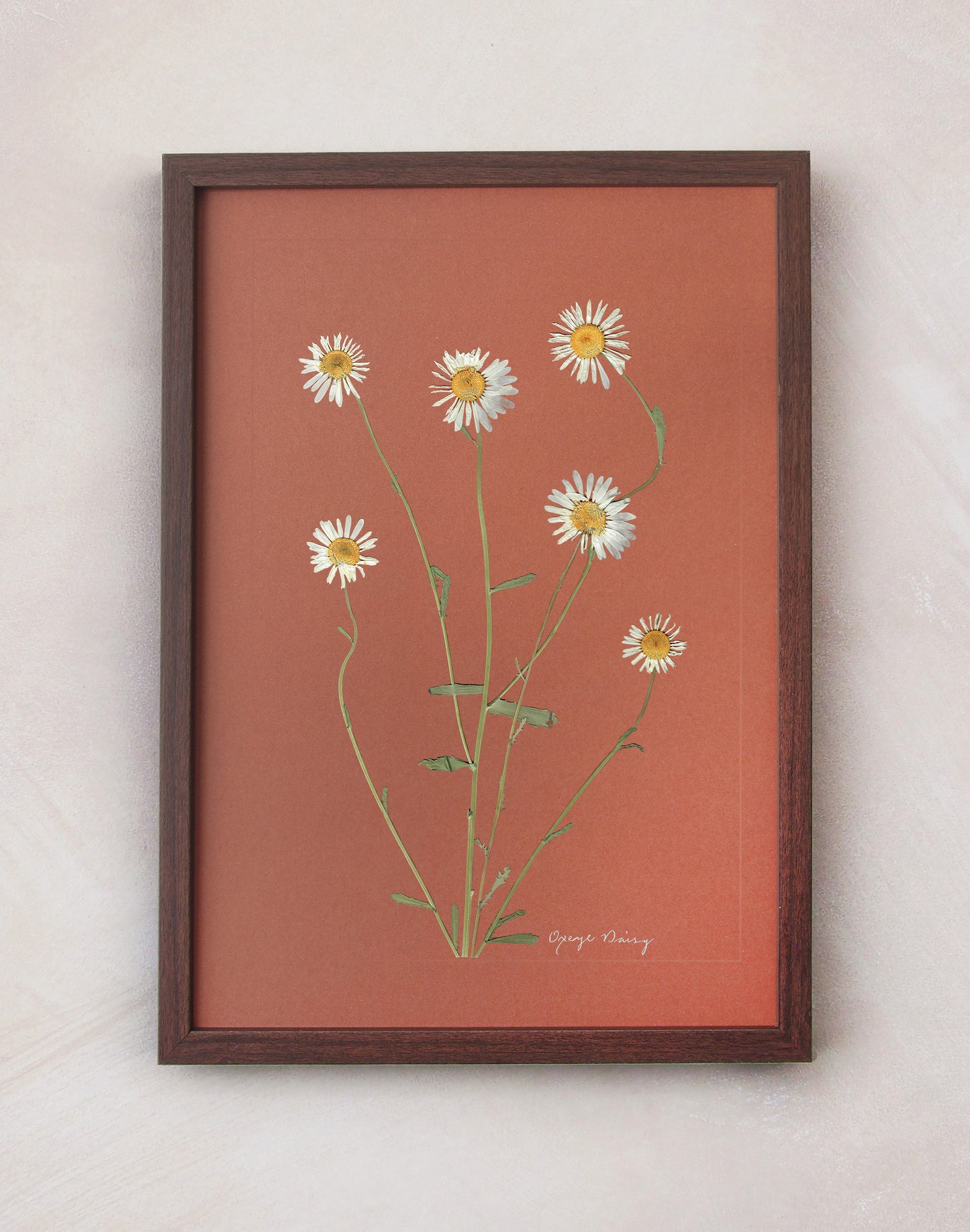 Oxeye Daisy