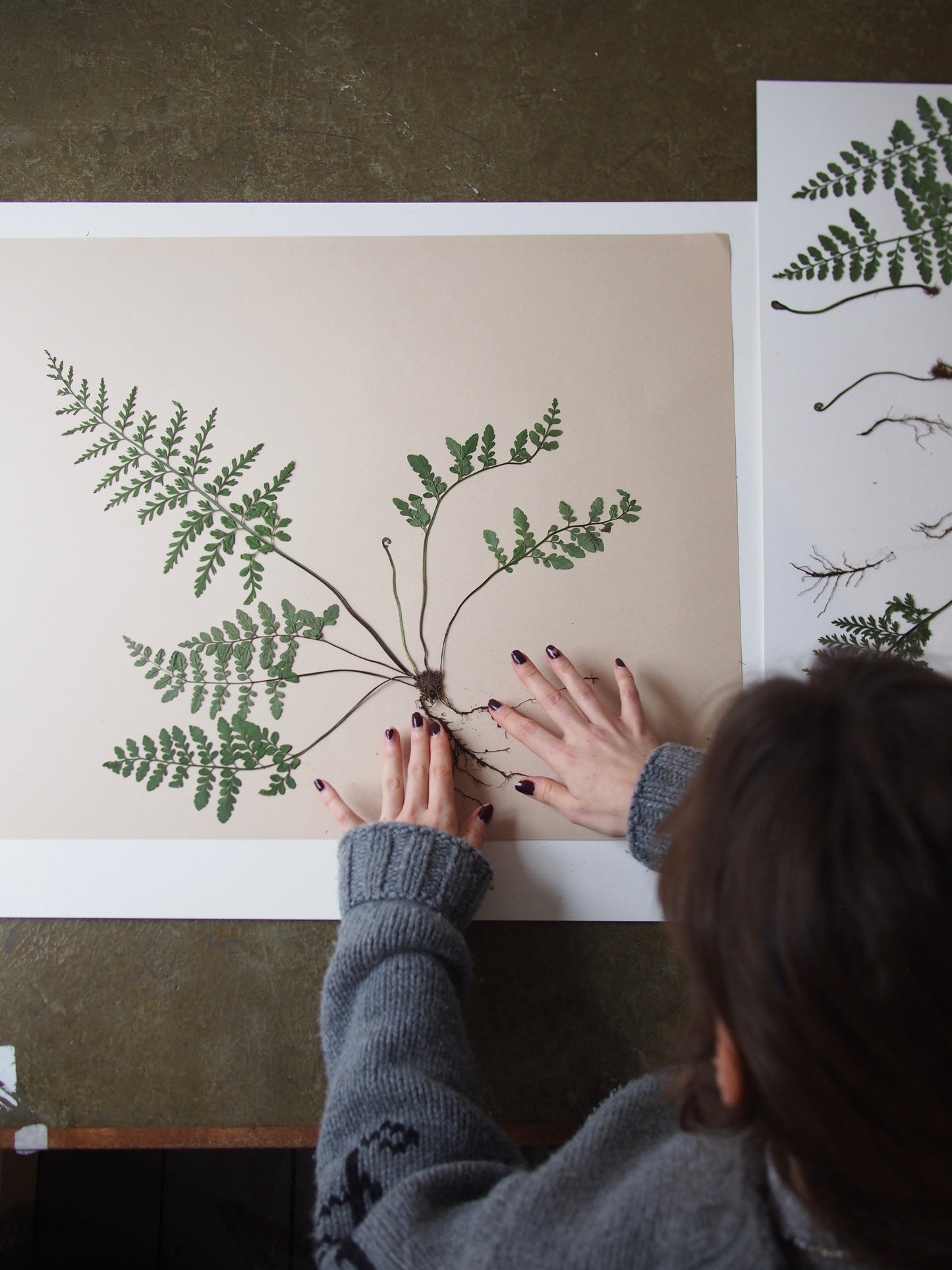 Mahogany Fern