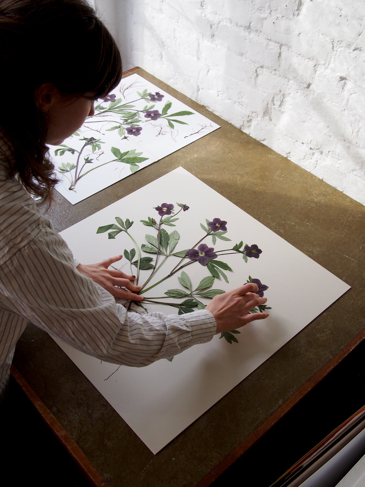 Hellebore