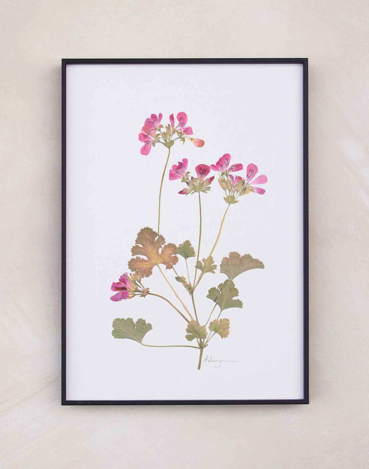 Pelargonium