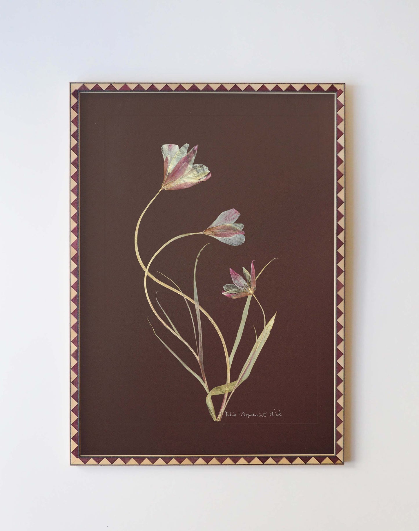 Tulip 'Peppermint Stick'