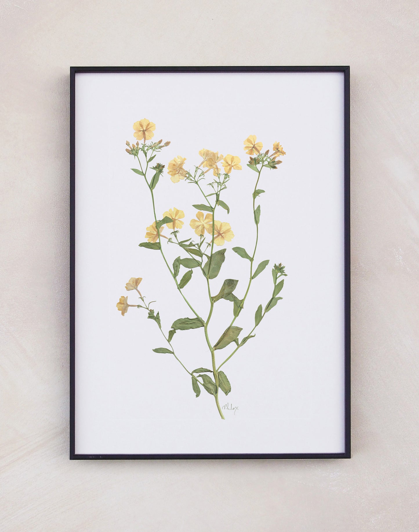 Phlox
