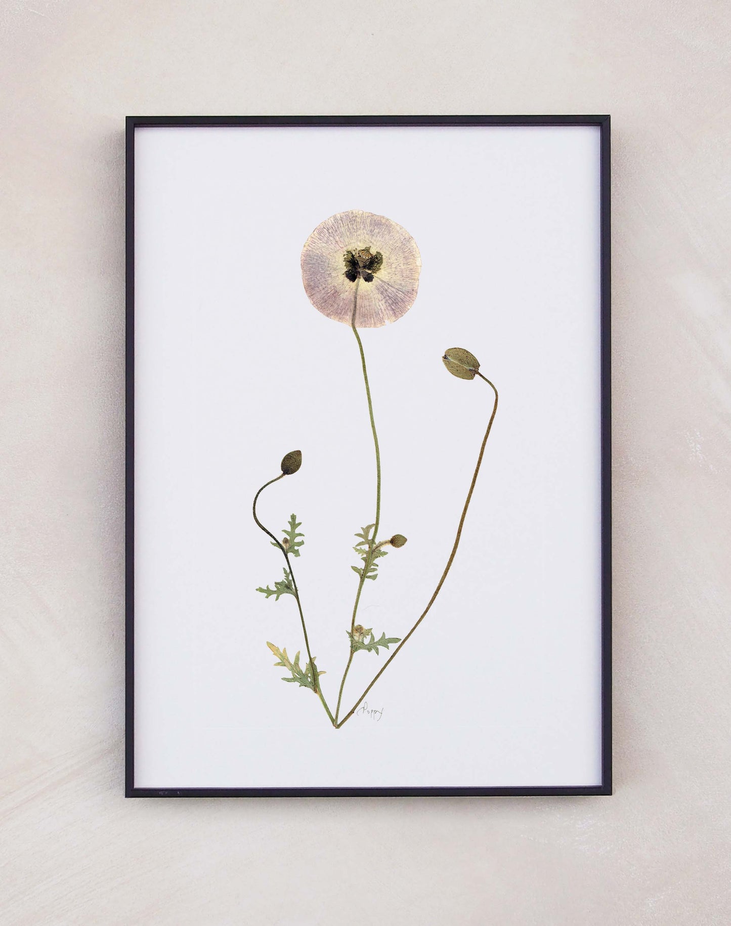Poppy