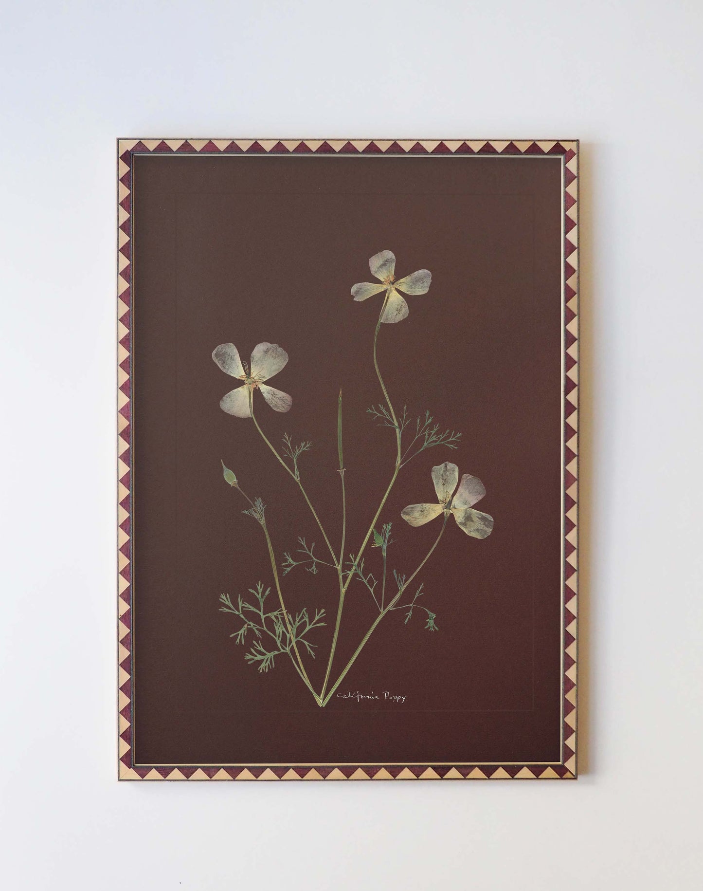 California Poppy