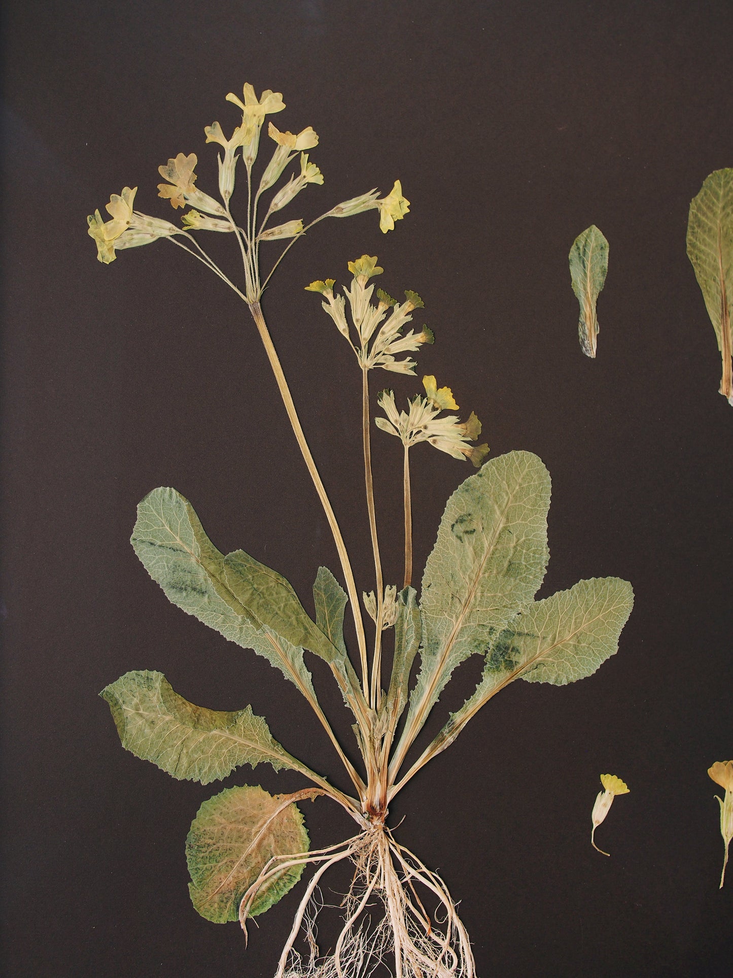 Cowslip Study