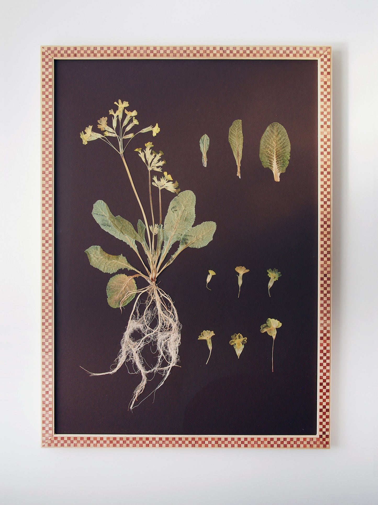 Cowslip Study