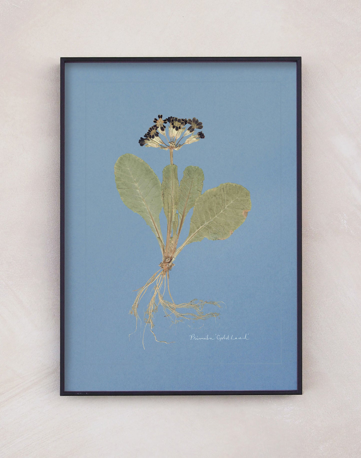 Primula