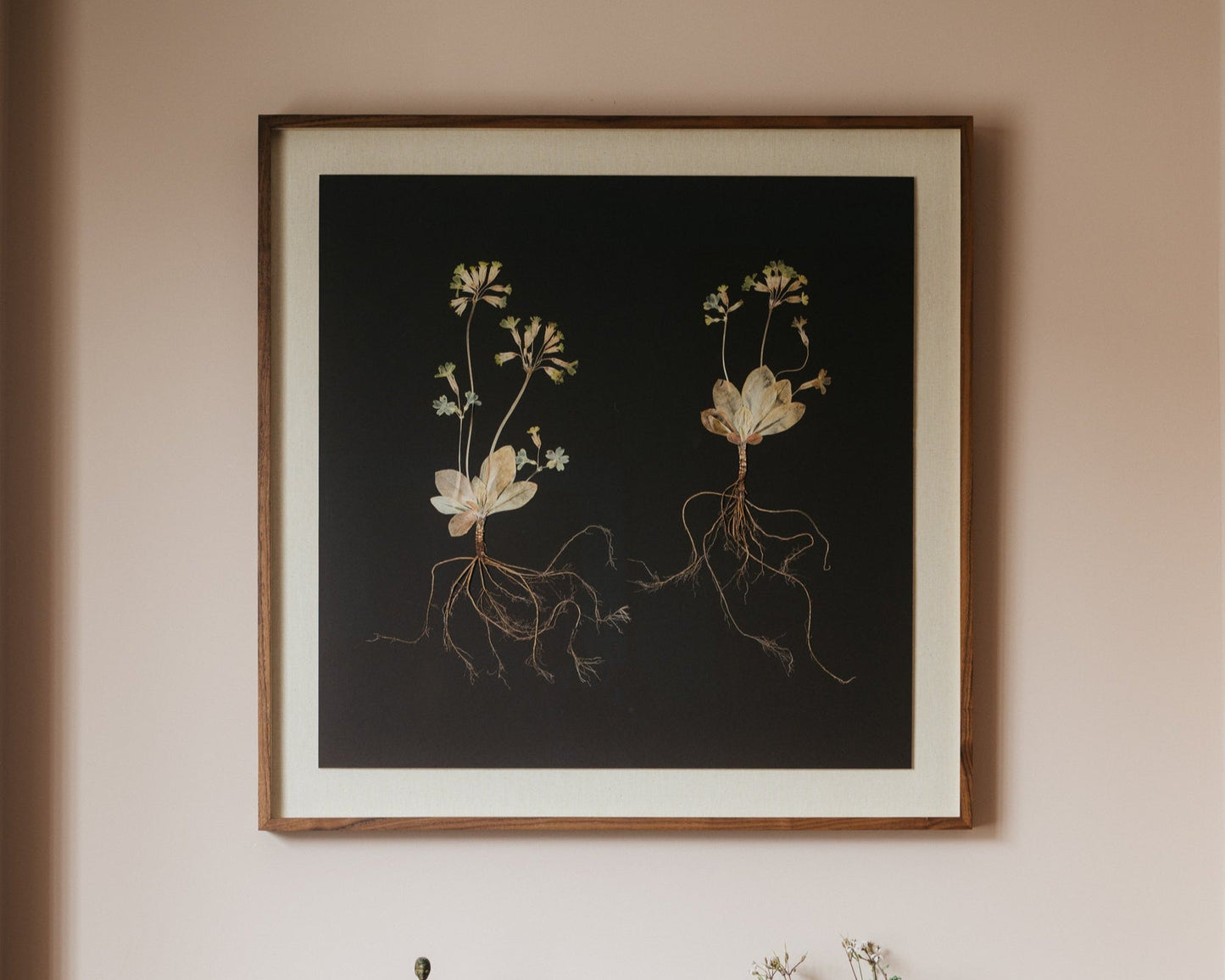 Primula Study