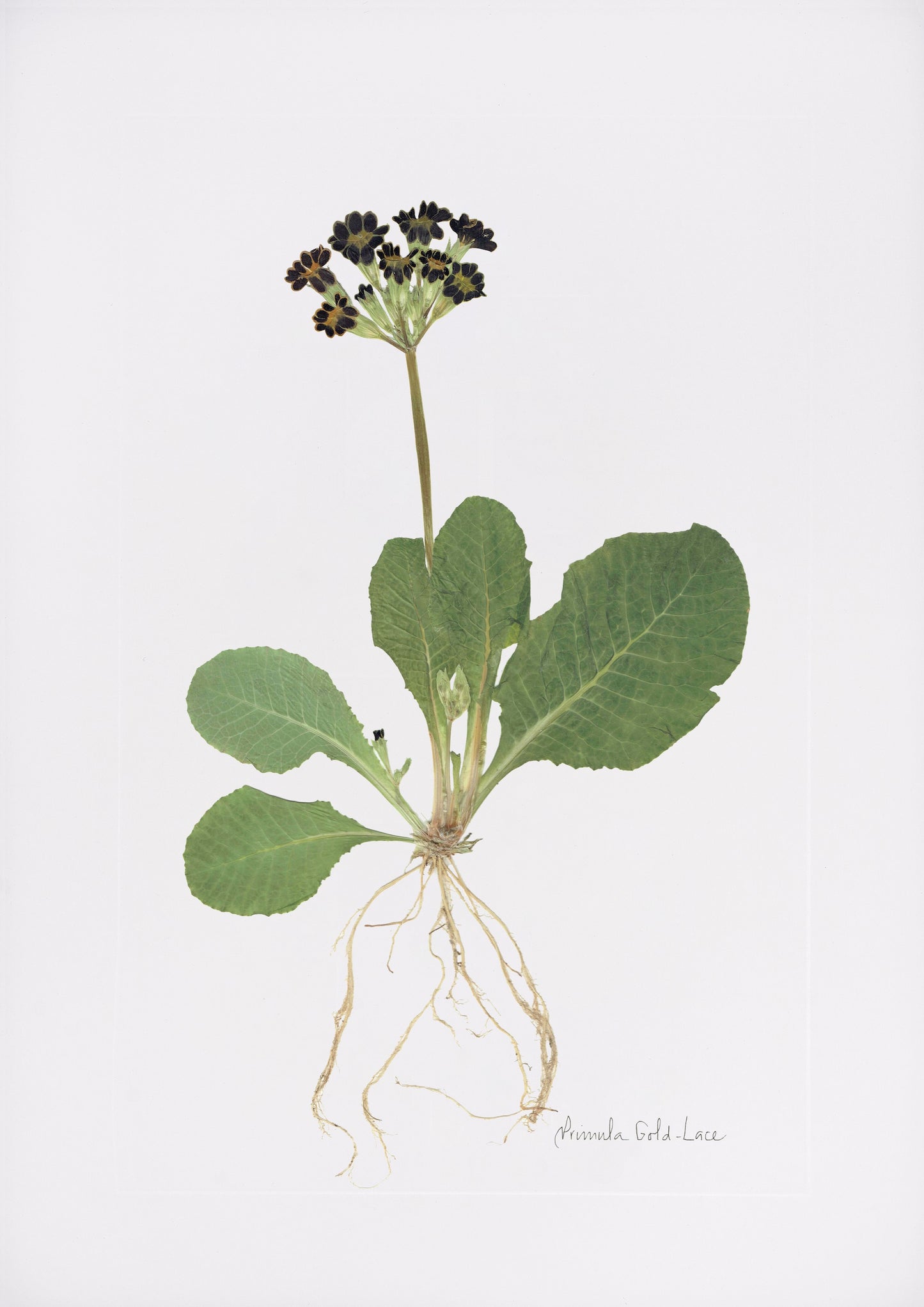 Primula Print