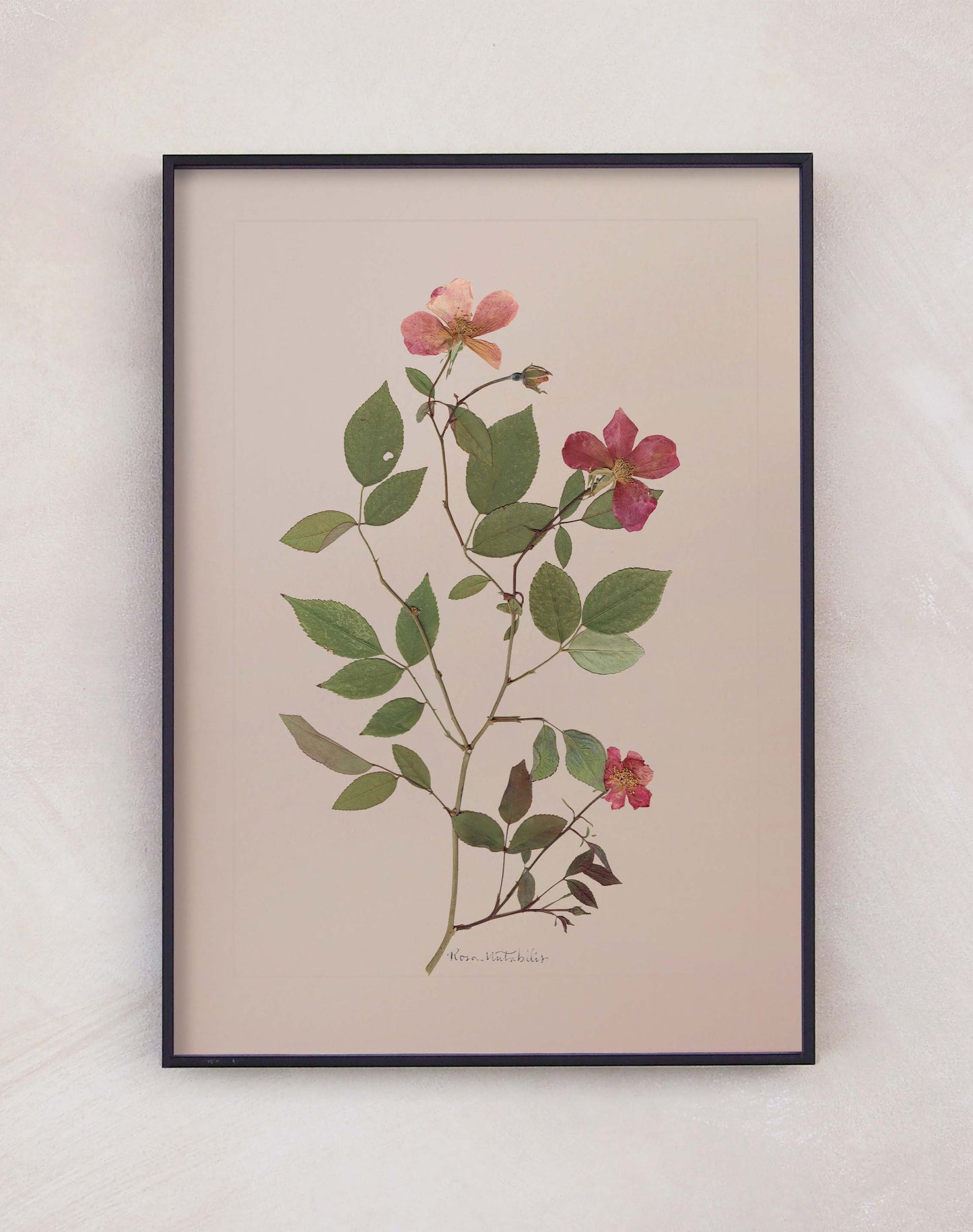 Rosa Mutabilis