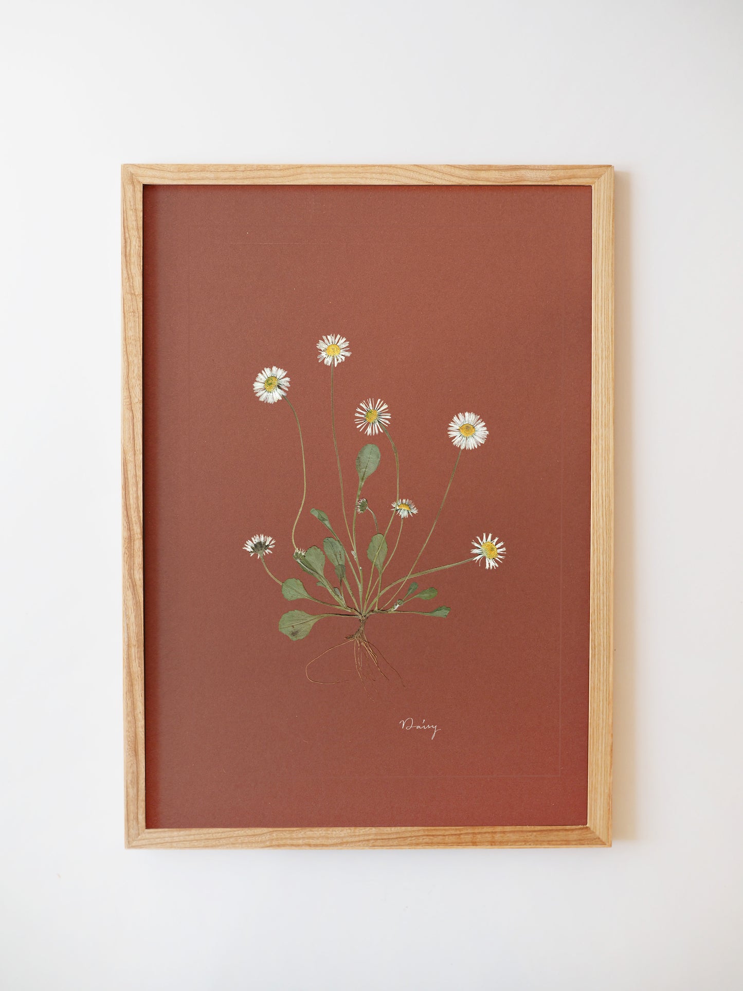 Daisy