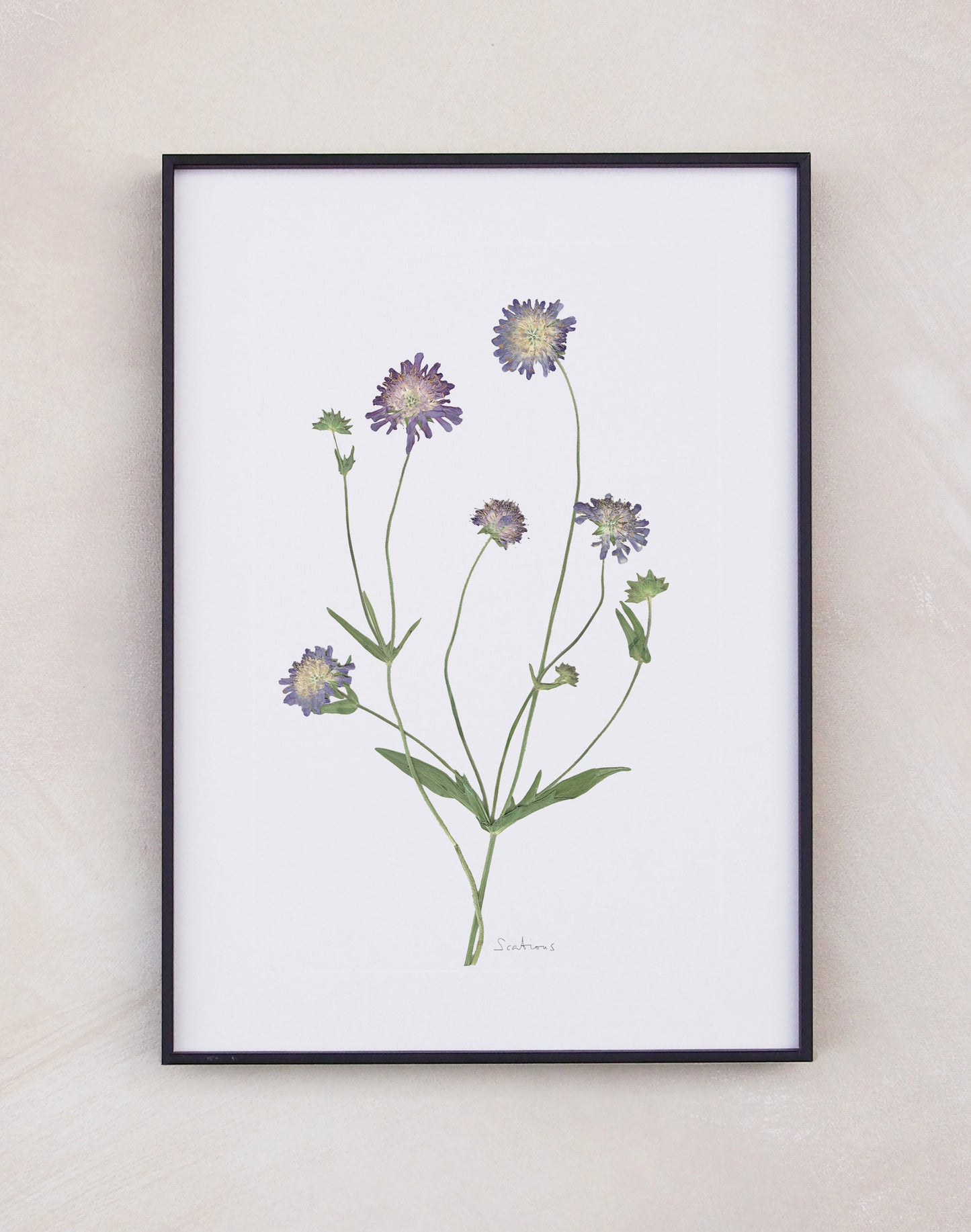 Scabious
