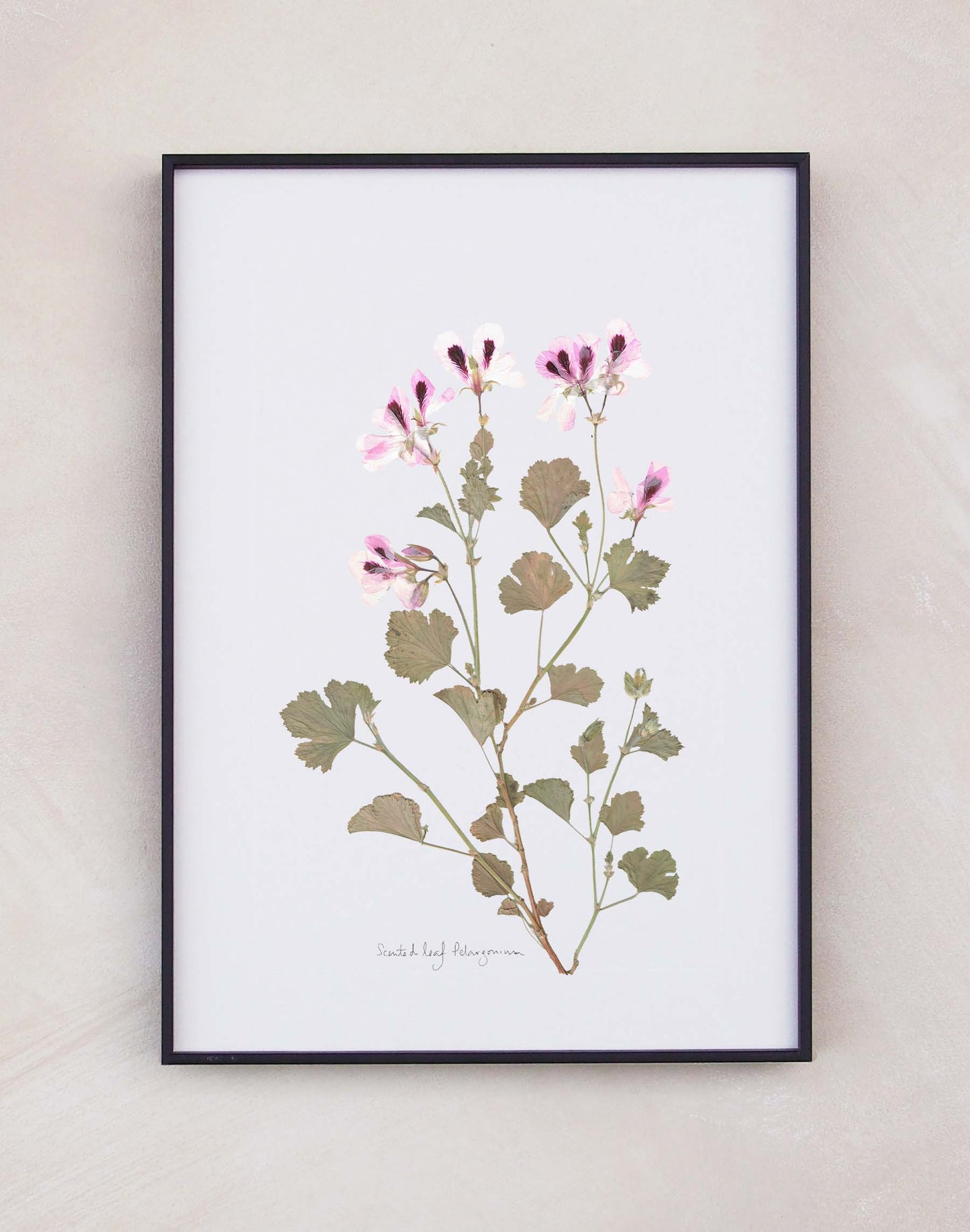 Scented Leaf Pelargonium