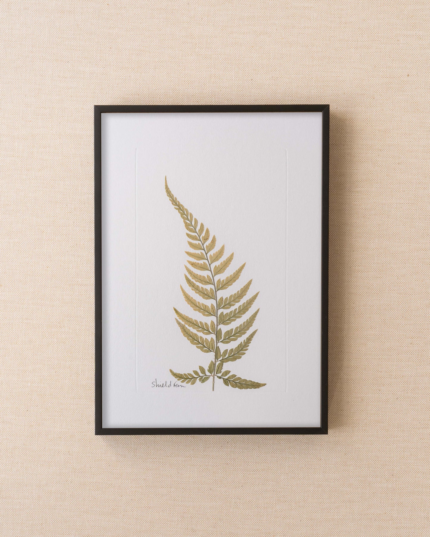 Shield Fern