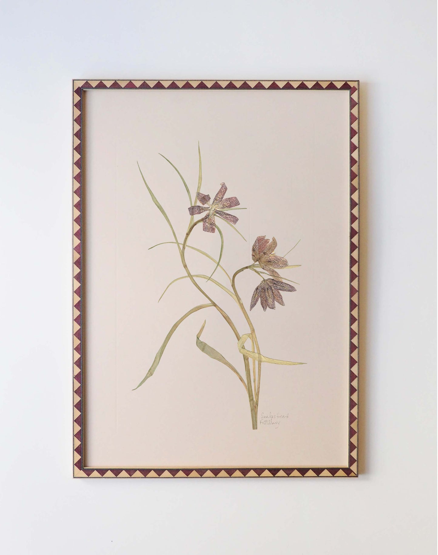 Snake's Head Fritillary