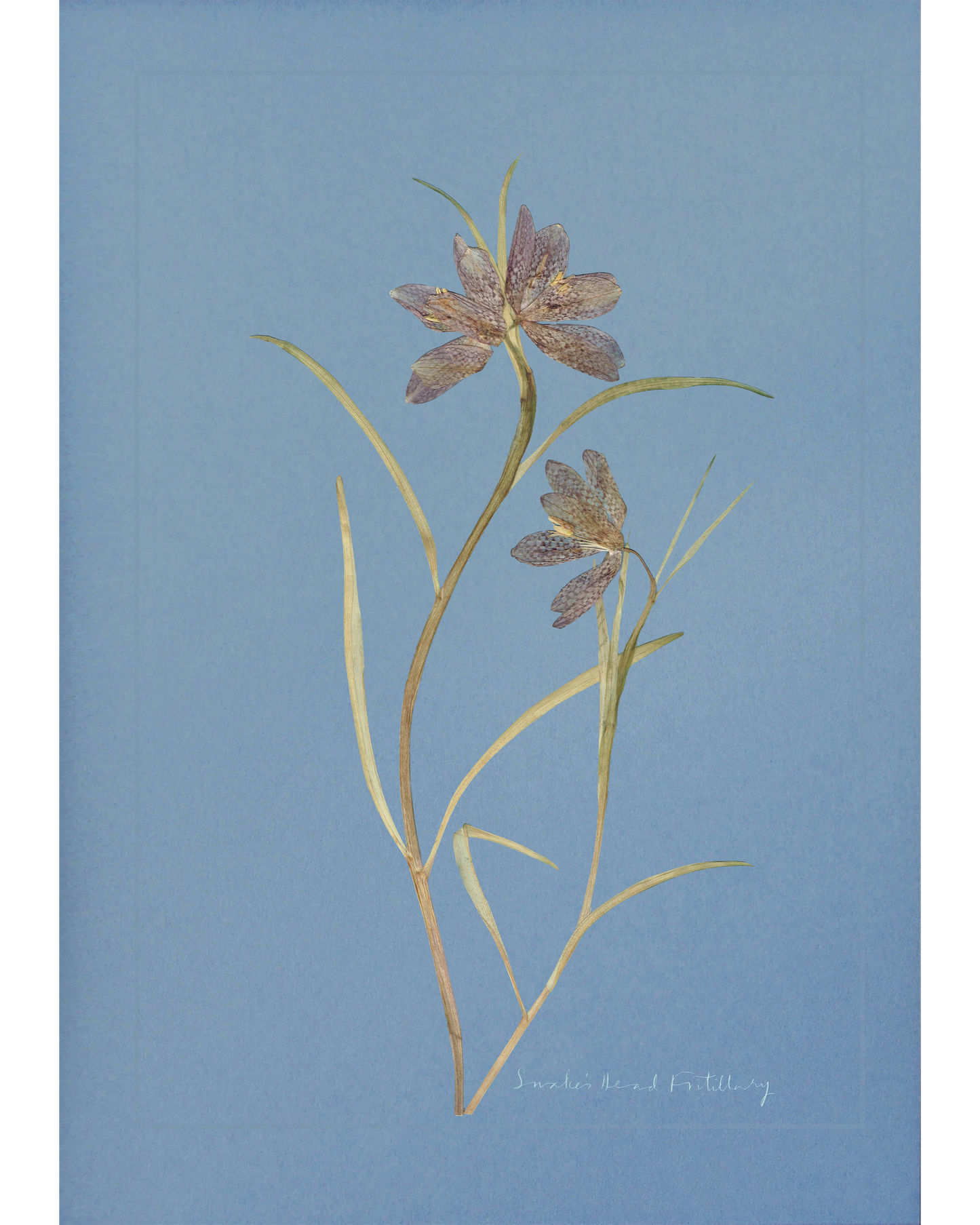 Snake's Head Fritillary