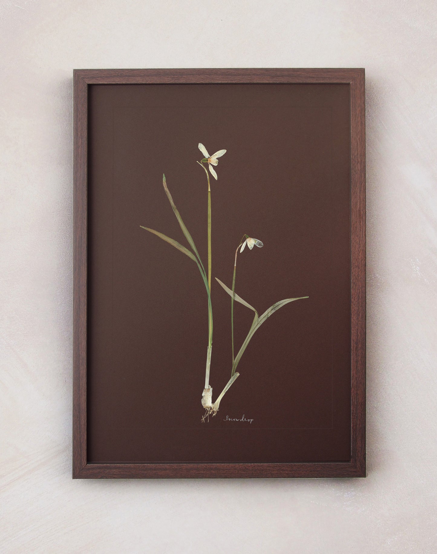 Snowdrop