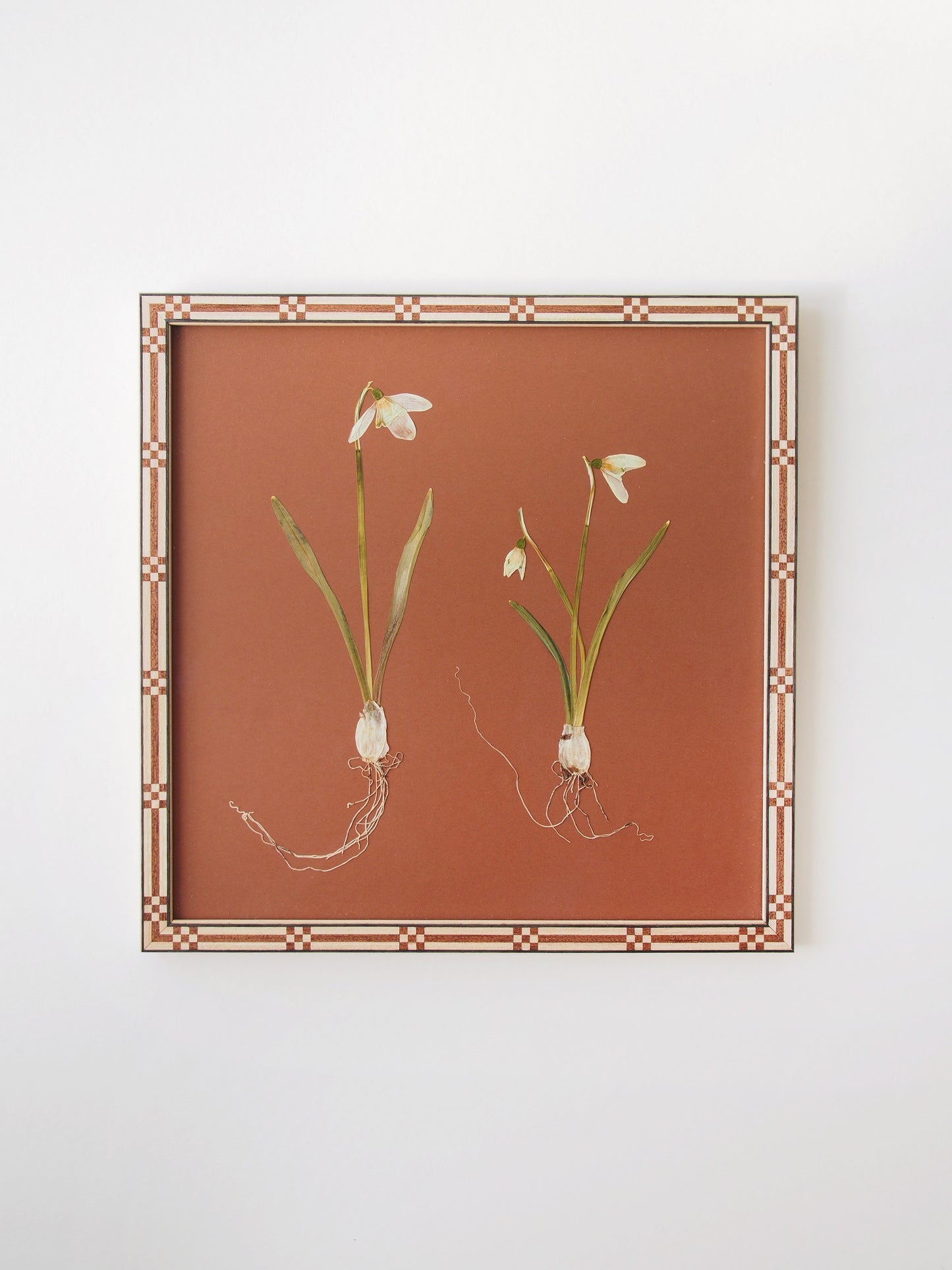 Snowdrop Pair