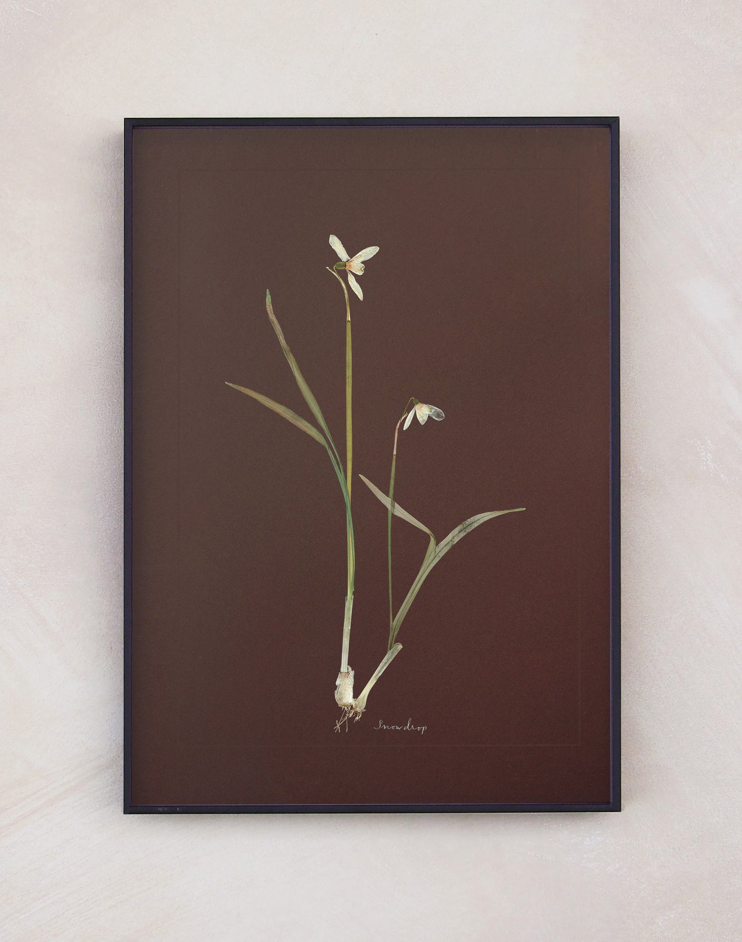 Snowdrop