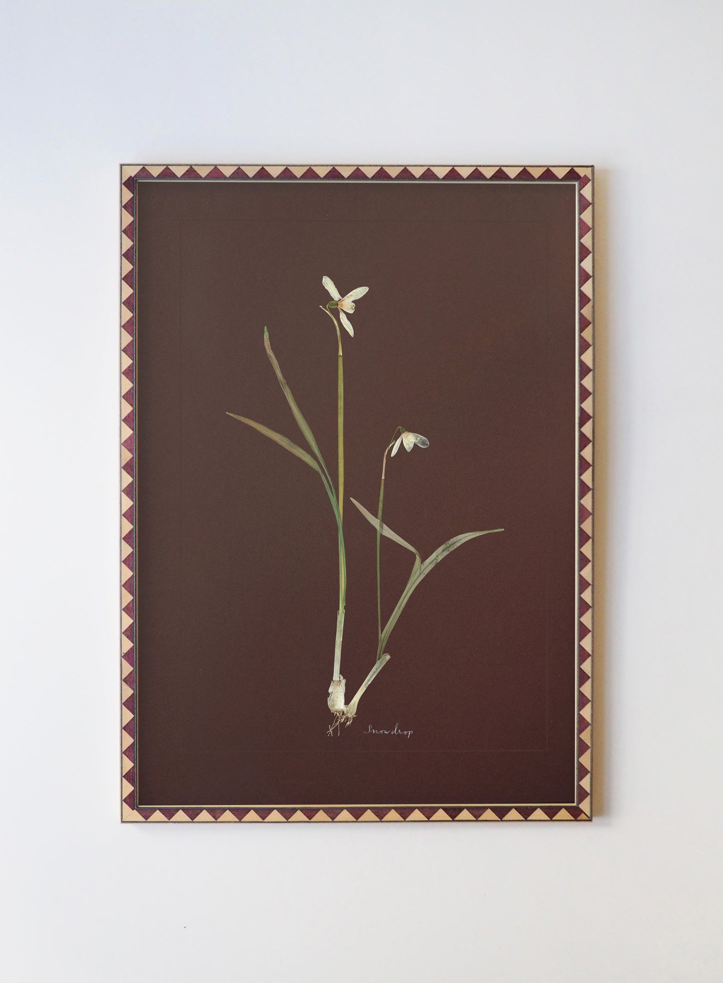Snowdrop