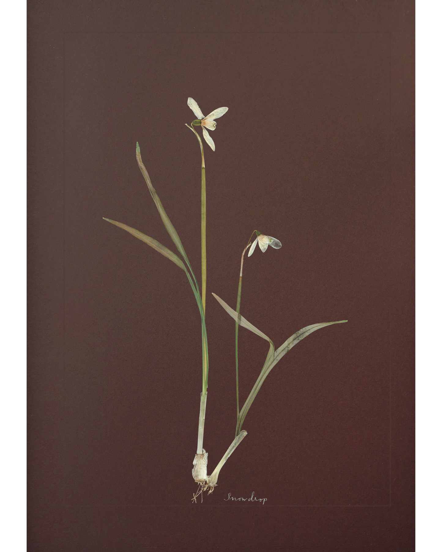 Snowdrop