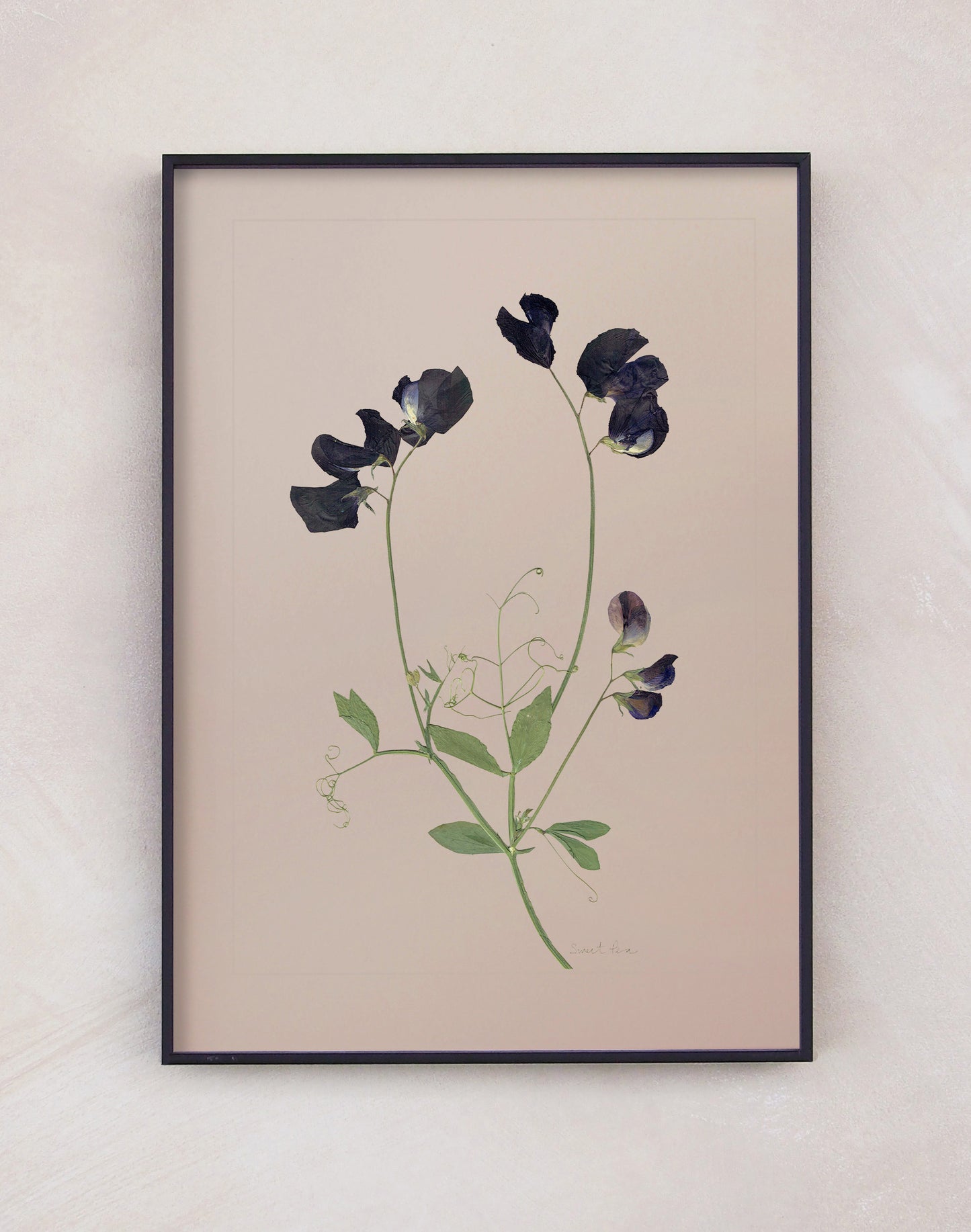 Sweet Pea