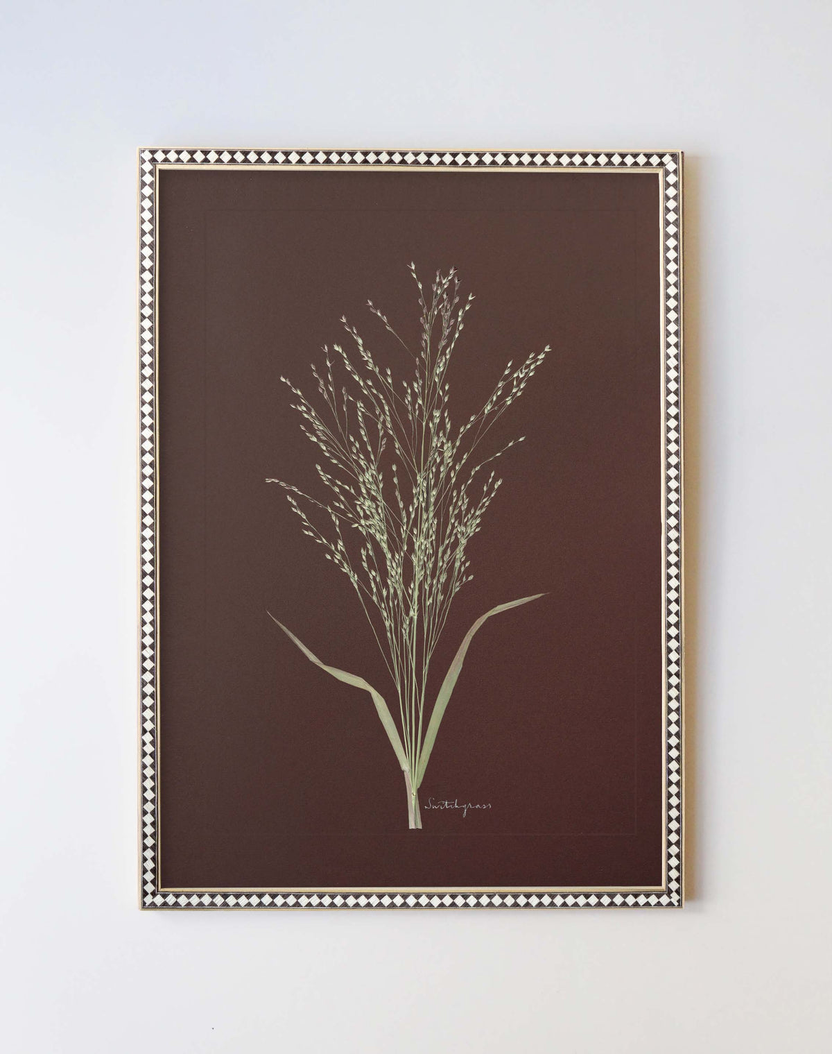 Switchgrass