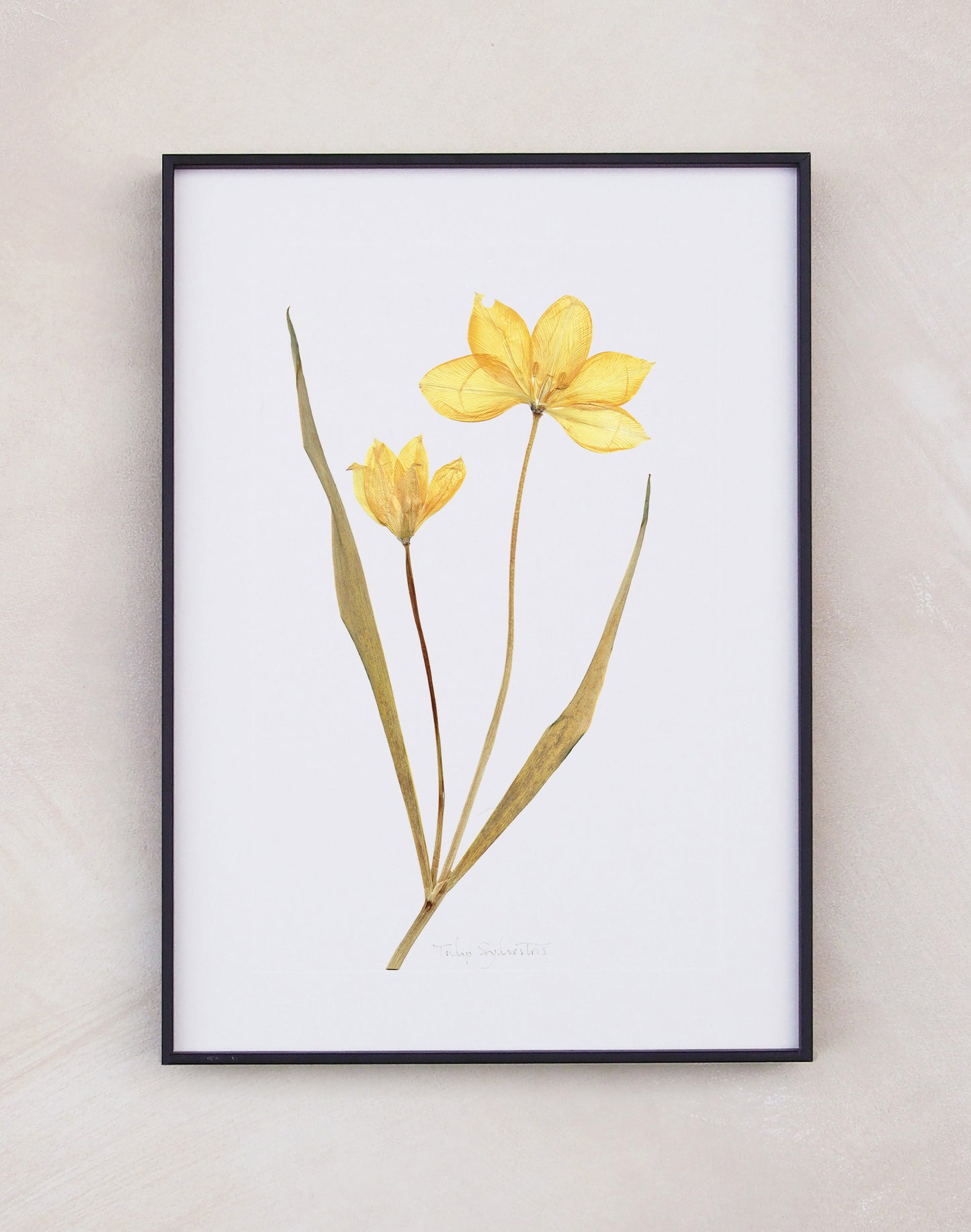 Tulip Sylvestris