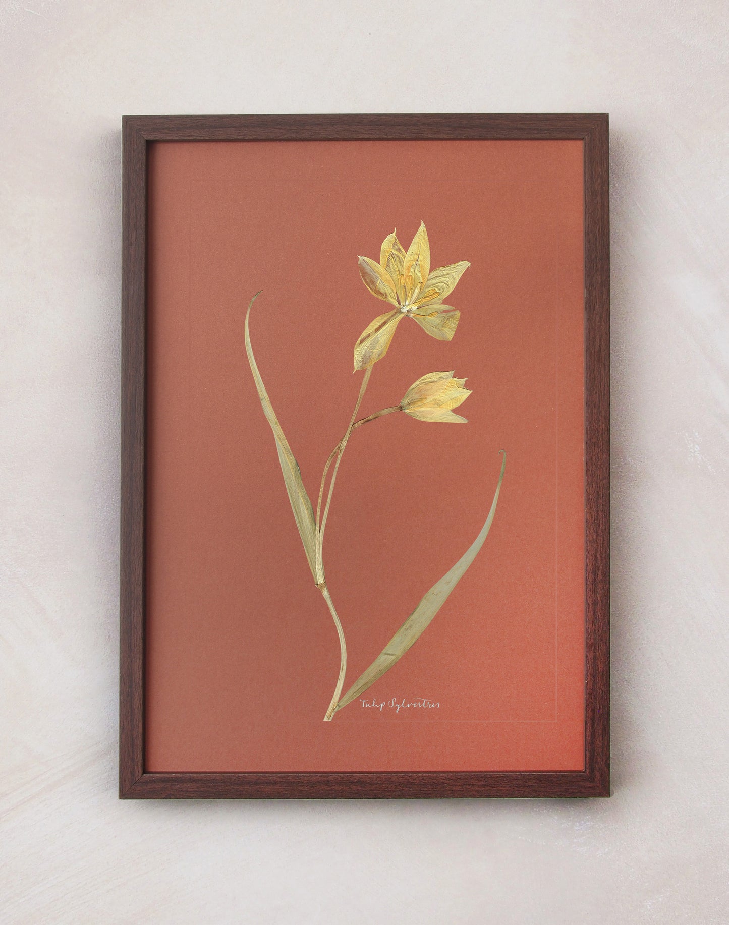Tulip Sylvestris