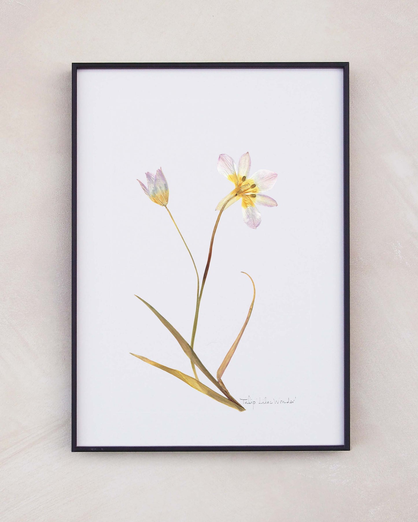Tulip Lilac Wonder