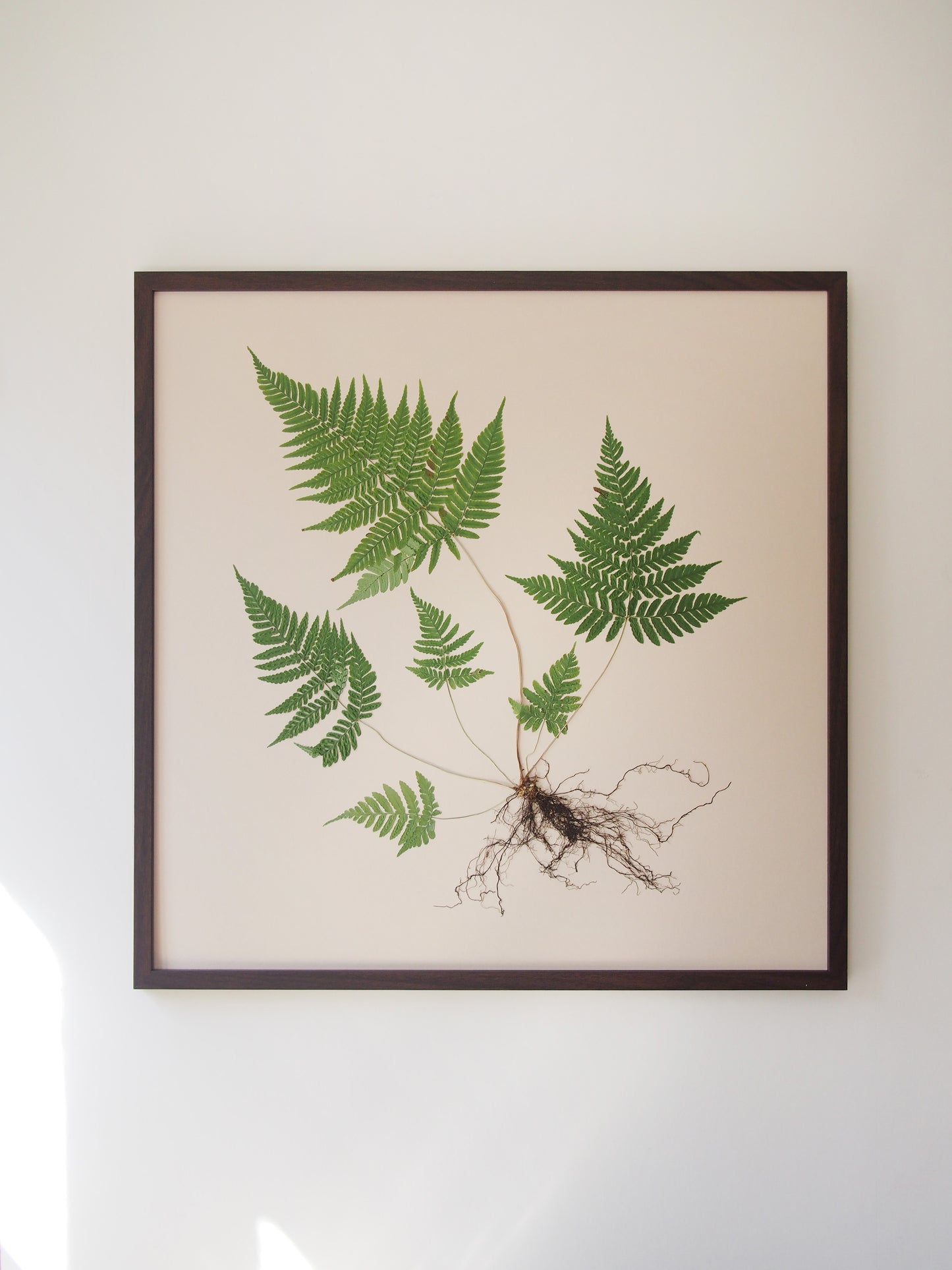 Wood Fern