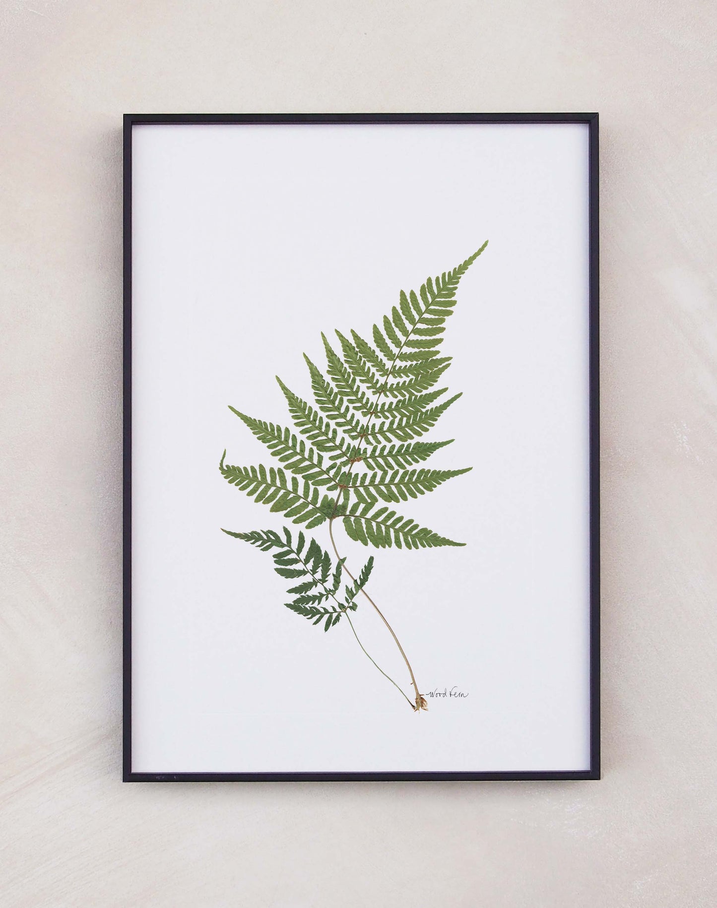 Wood Fern