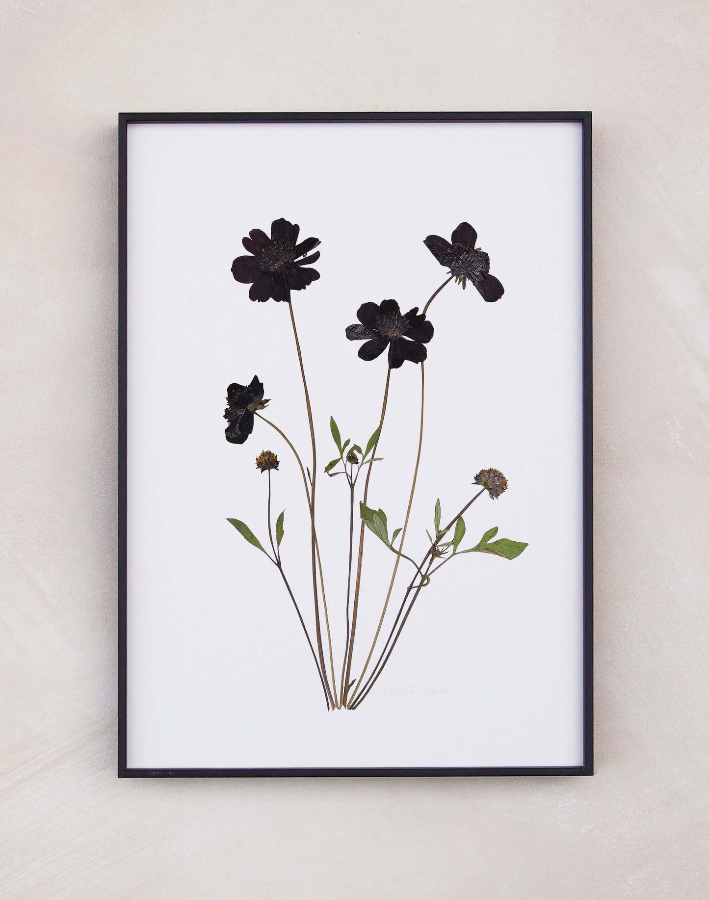 Chocolate Cosmos Print