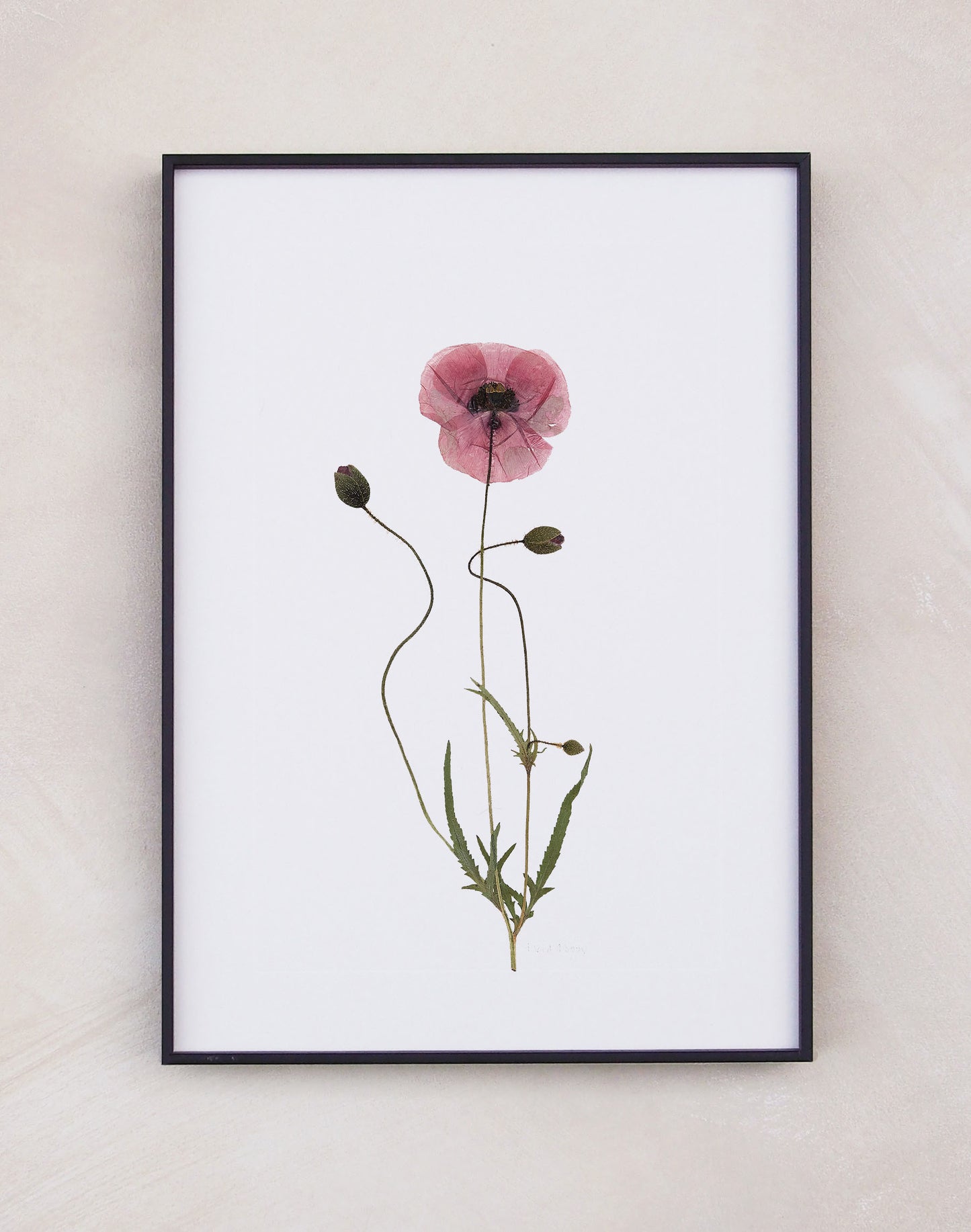 Field Poppy Print