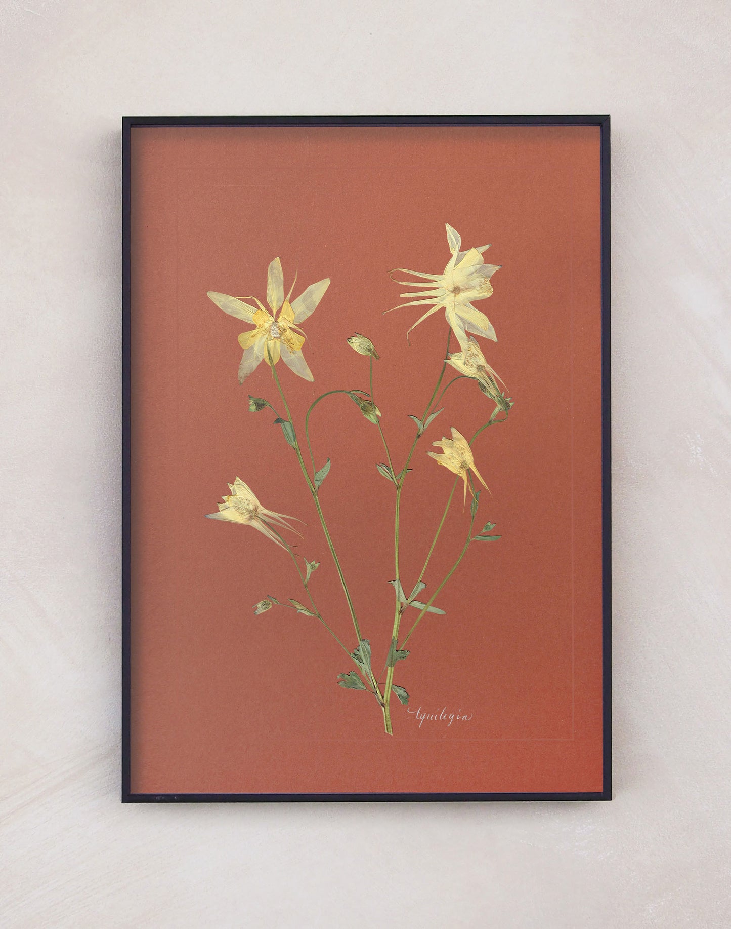 Aquilegia