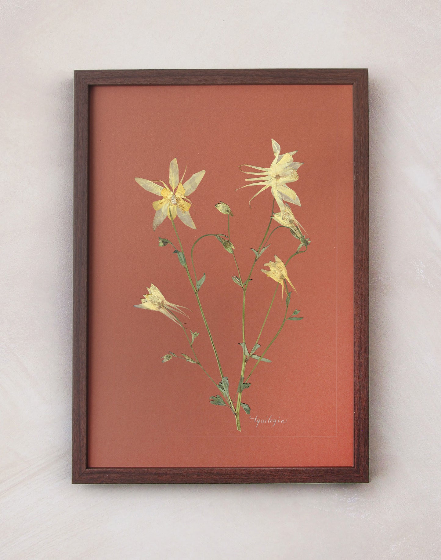 Aquilegia