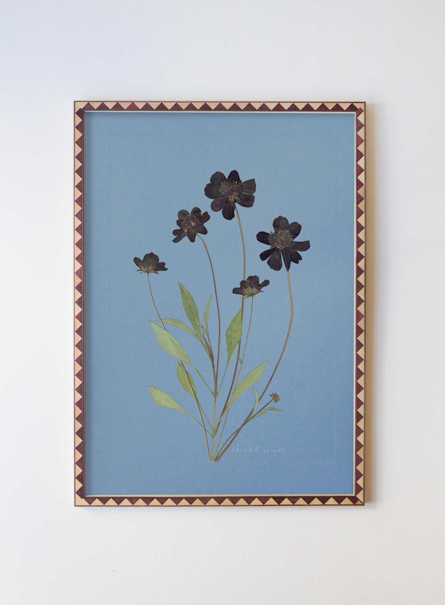 Chocolate Cosmos