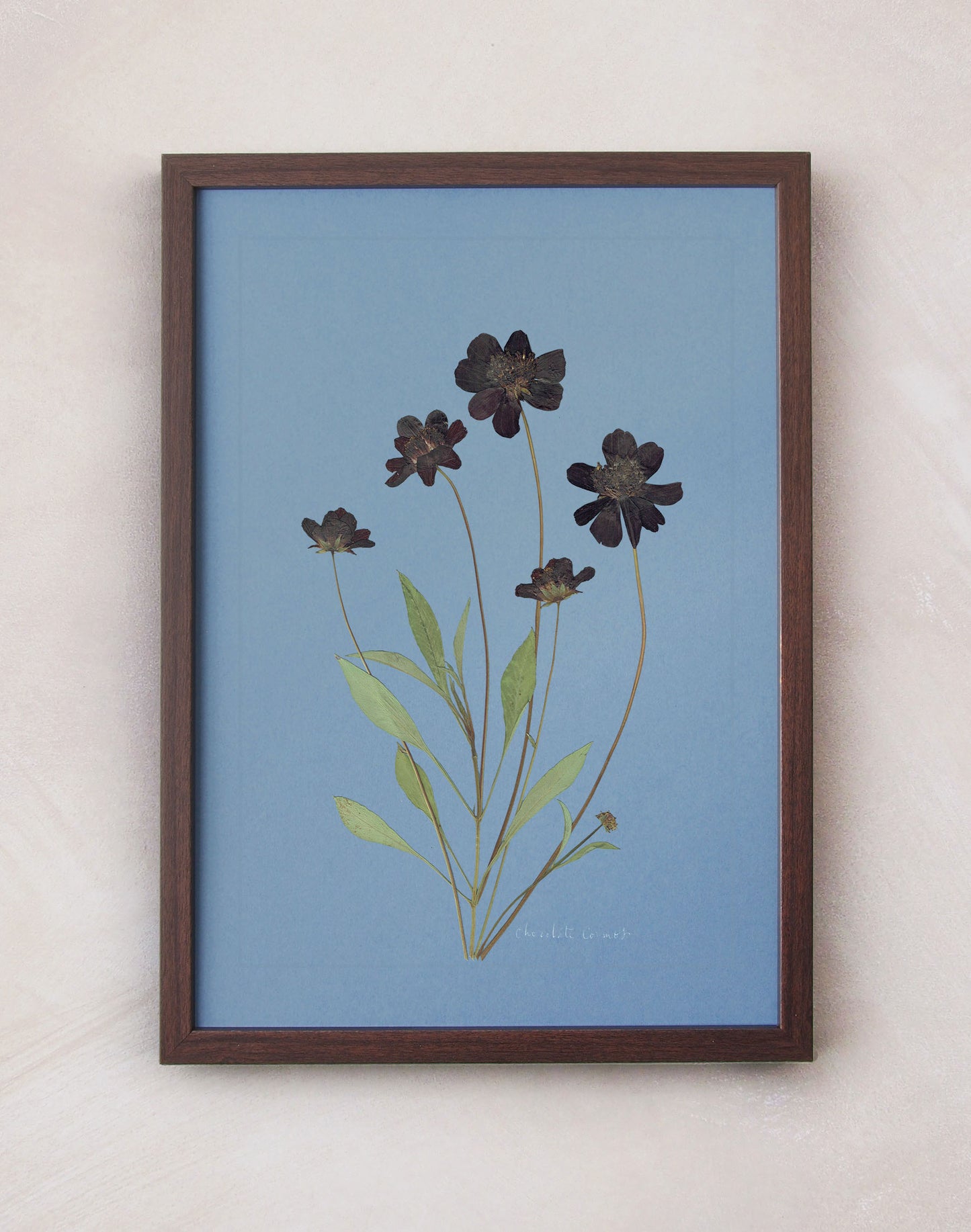 Chocolate Cosmos