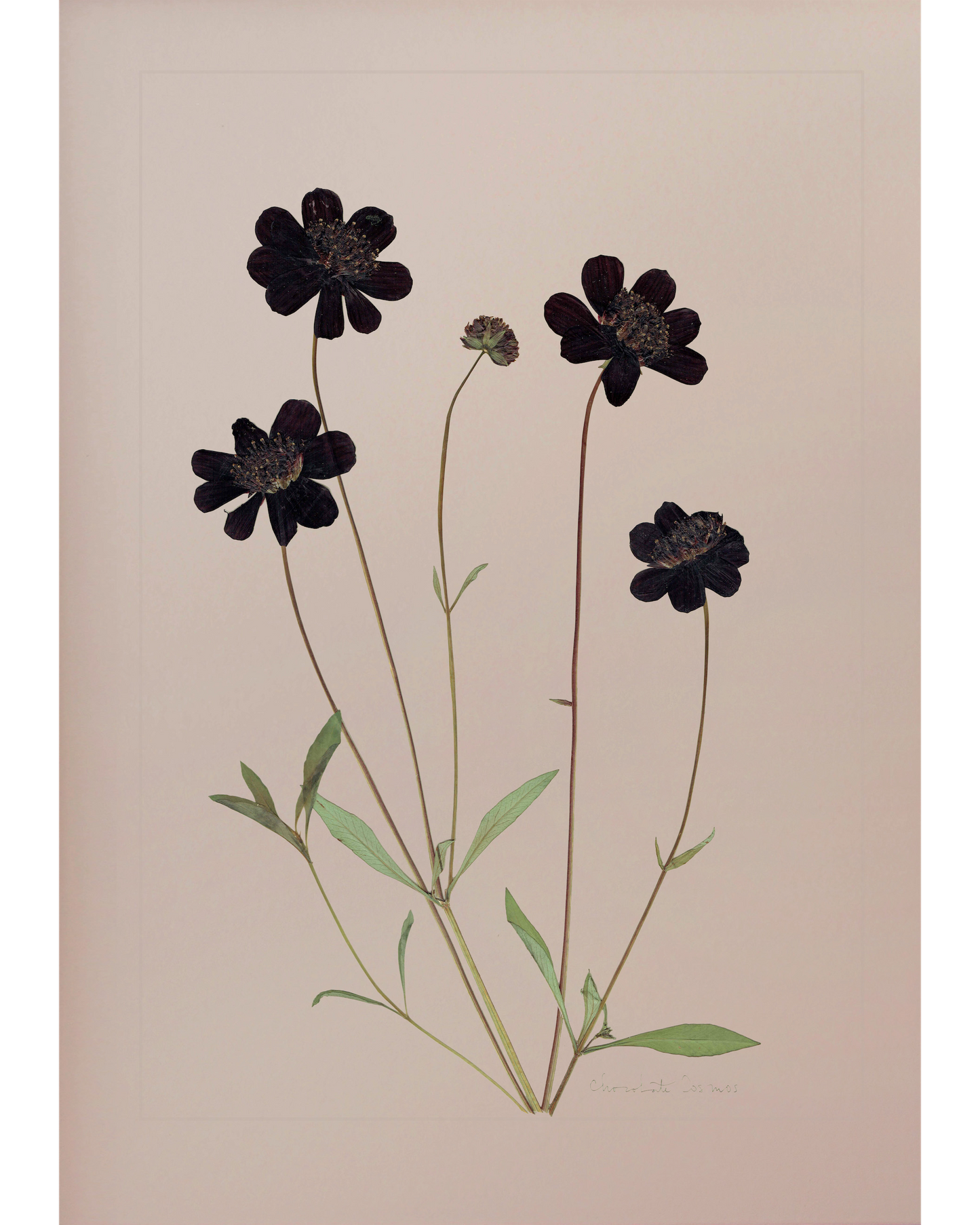 Chocolate Cosmos
