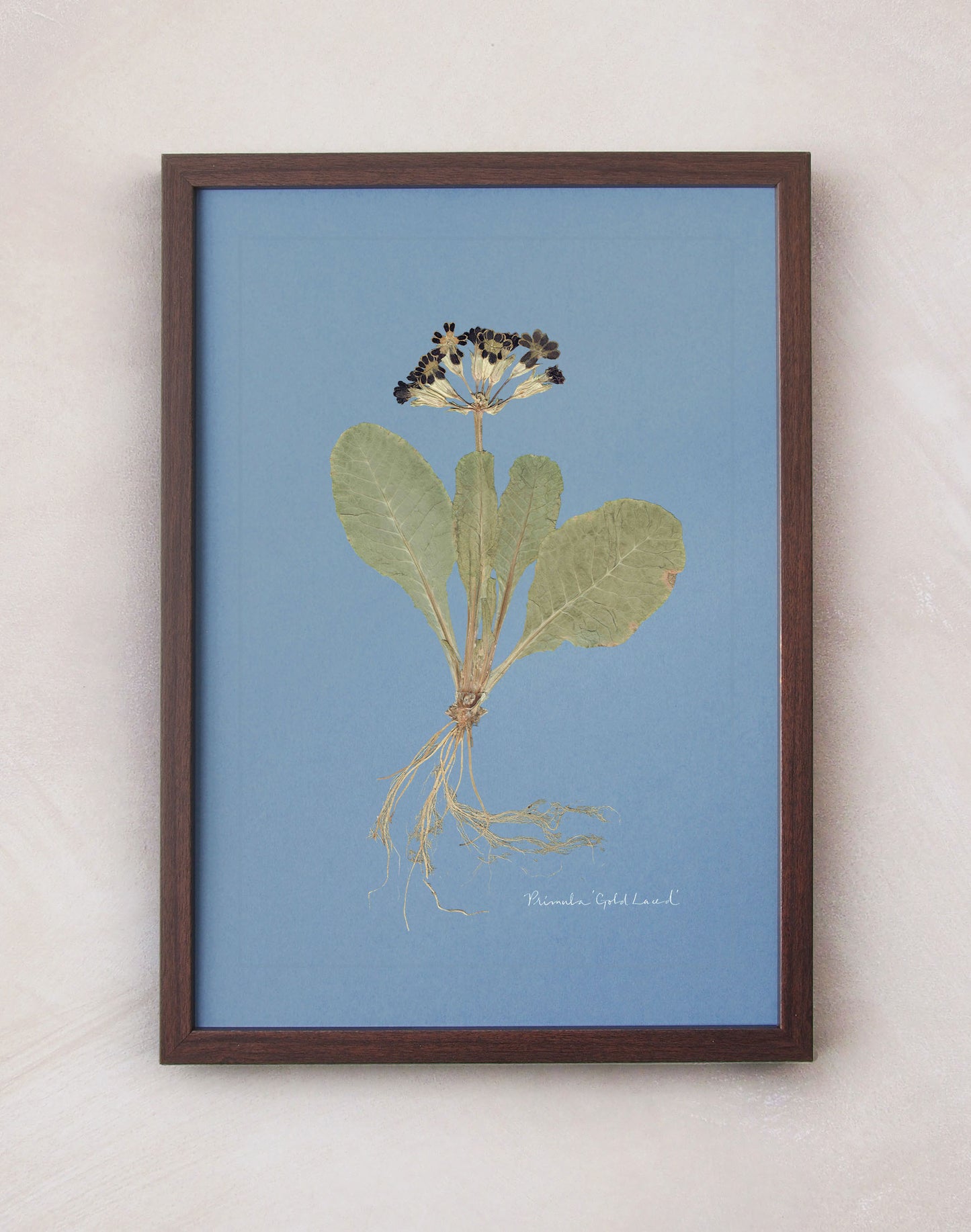 Primula