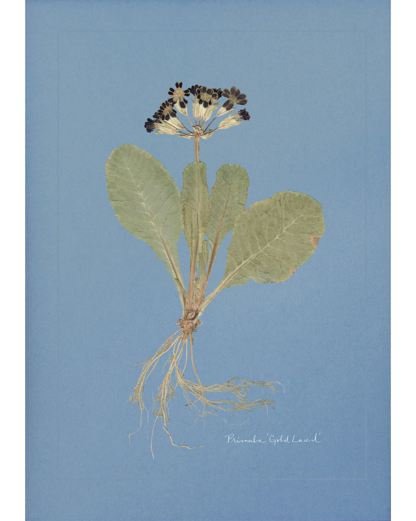 Primula