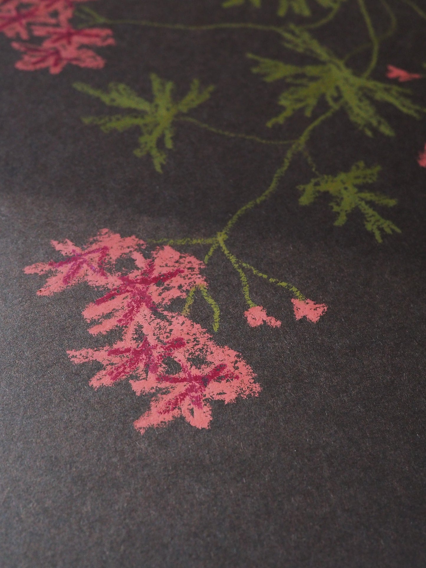 Pastel Pelargonium - Chocolate & Red