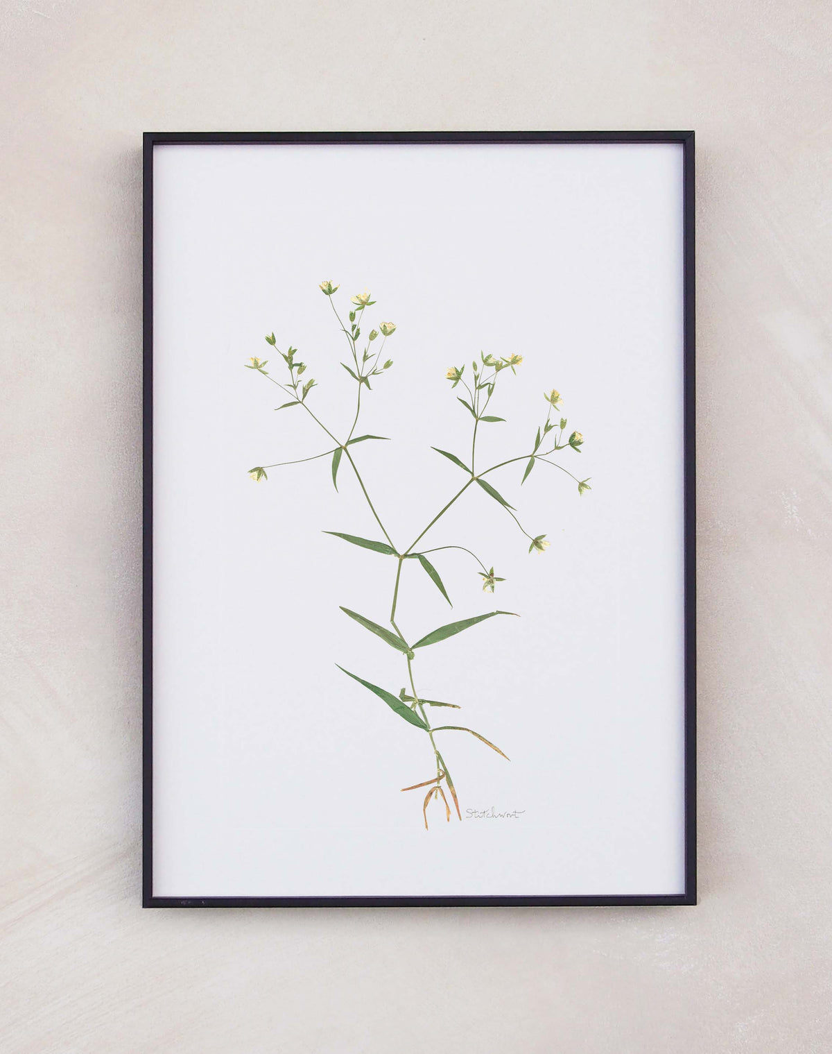 Stitchwort
