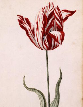 A Love Letter to Tulips