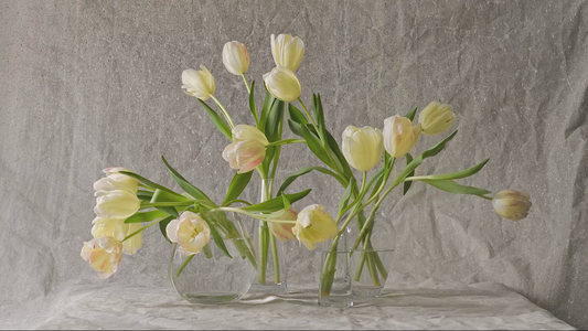 A Love Letter to Tulips