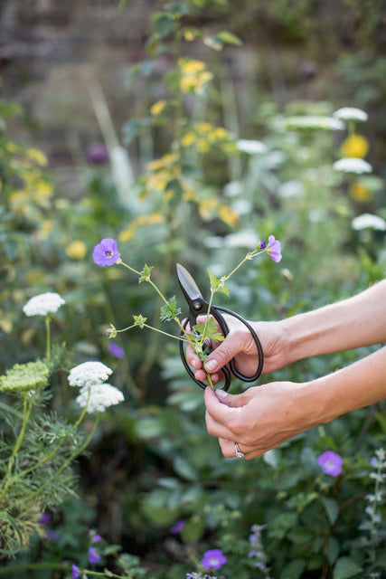 A Reflection on Summer: Drought-Tolerant Flowers for Planting
