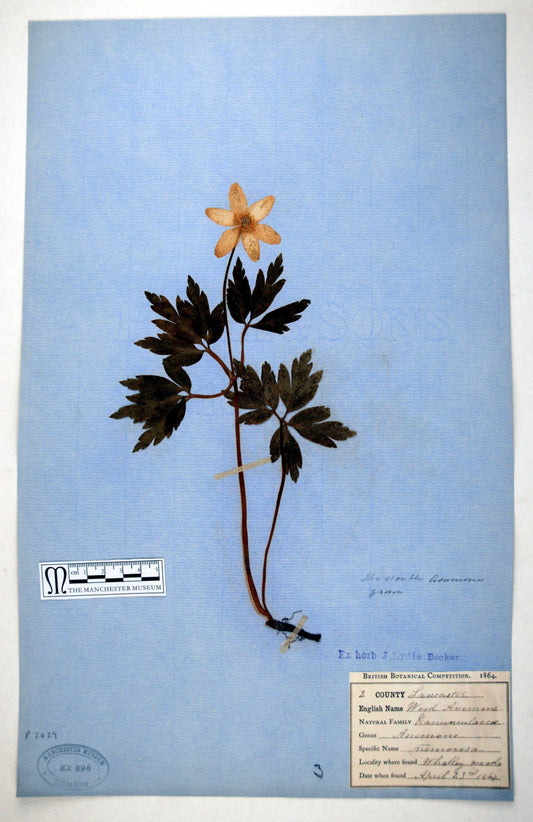 Botanical Heroines