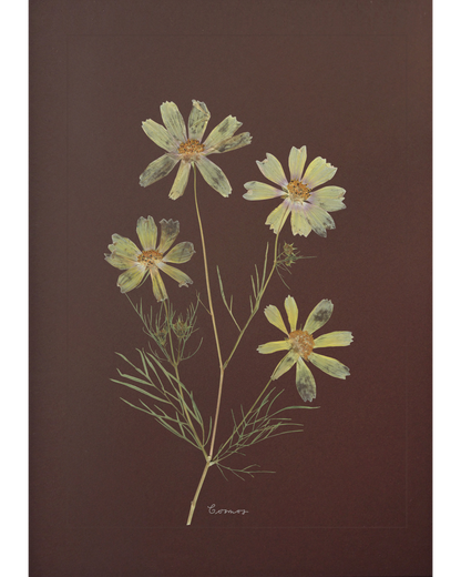 Cosmos