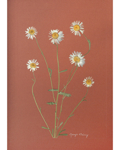 Oxeye Daisy